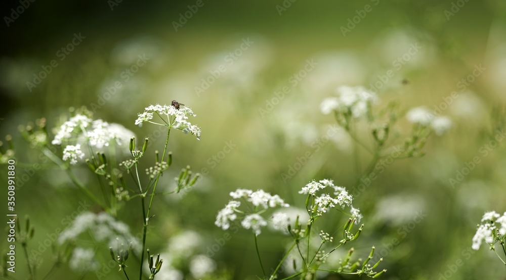 Fleur sauvage Fleur sauvage