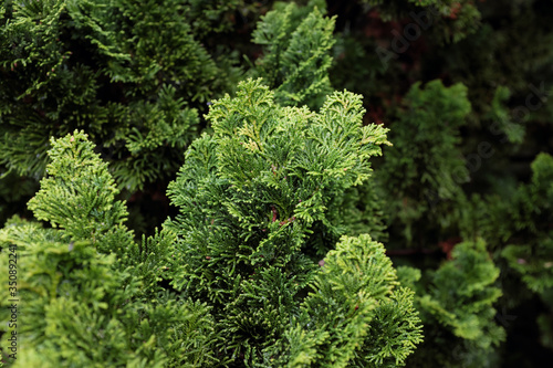 Bild auf Leinwand Chamaecyparis obtusa (Nana Gracilis), outdoor plants 2020