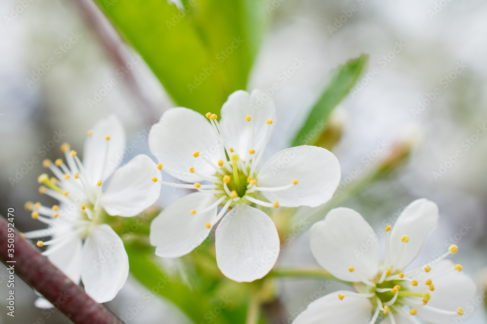 Fototapeta premium white flowers of apple tree