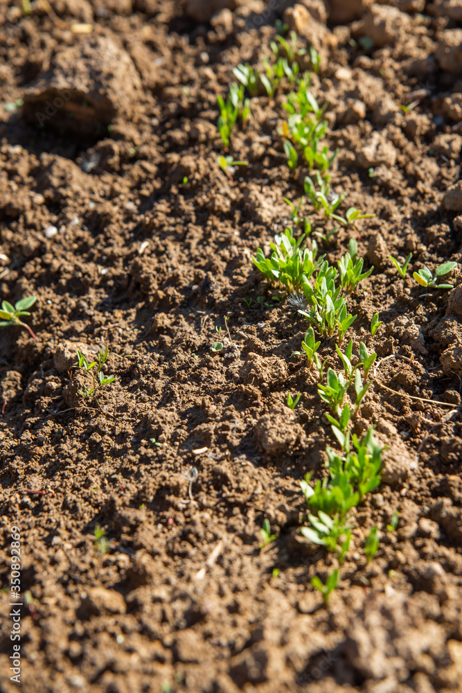 Black cumin growing tiny sprouts, vertical Black cumin growing tiny sprouts, vertical