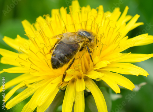 bee on yellow flower