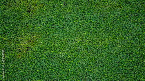 Aerial top view of banana field