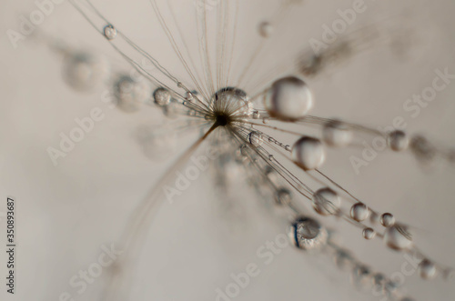 water drops on dandelion 