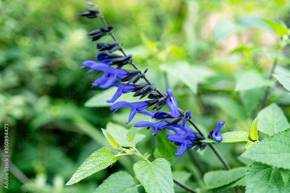青いセージ サルビア ガラニチカ Salvia Guaranitica ブラジリアンセージ Stock 写真 Adobe Stock