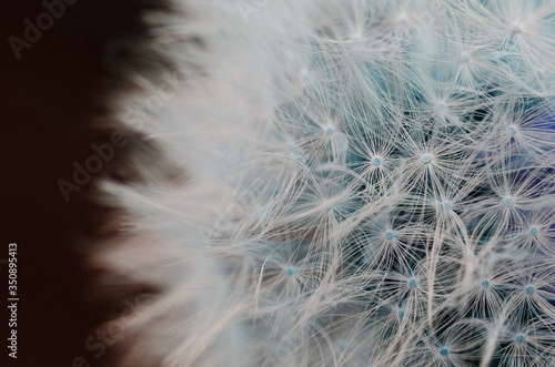 dandelion close up