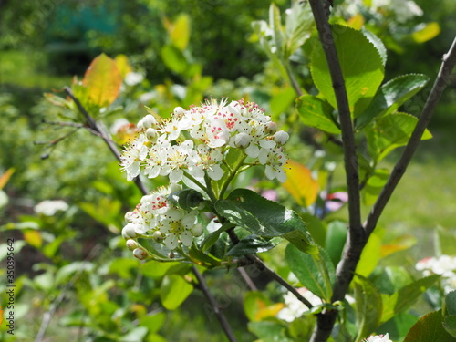 flowers of black-fruited mountain ash with leaves.