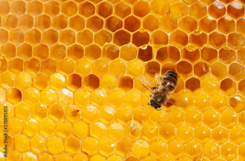 Canvas Print a bee sits on a honeycomb with honey where there are drops with nectar
