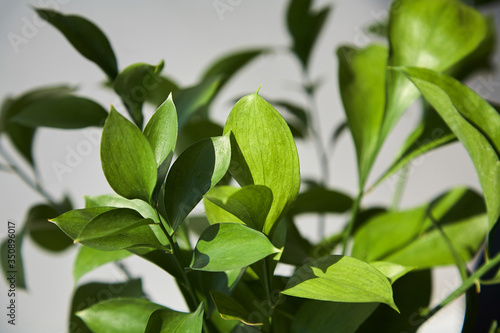selective focus of fresh green leaves at home