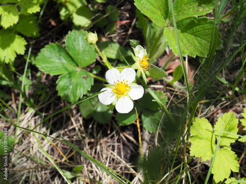 Strawberry blossom on a strawberry field in spring.