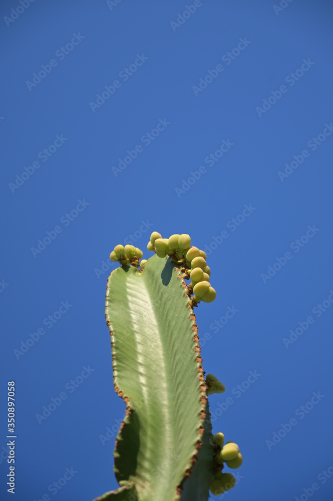 Naklejka premium A blooming cactus with yellow buds in front of a blue sky.