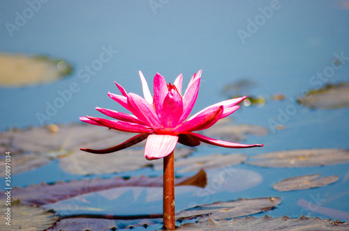 A fully bloom pink water lily