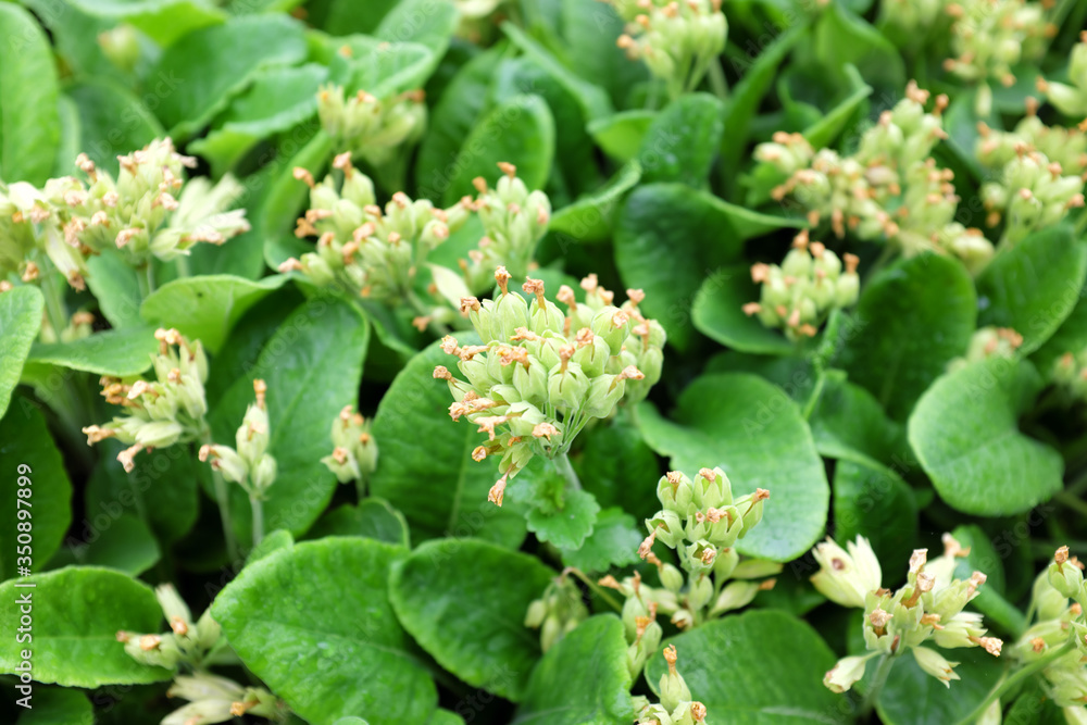 Primula veris (Primulaceae), outdoor plants 2020 Primula veris (Primulaceae), outdoor plants 2020