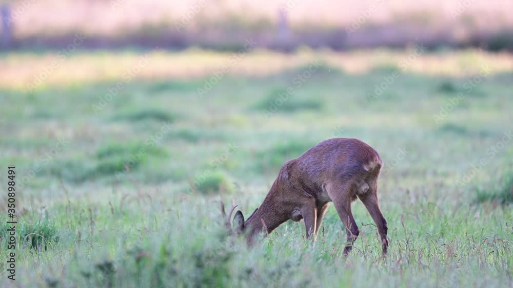Roe buck grazing on the meadow in the morning, spring, (capreolus capreolus), germany
Roe buck grazing on the meadow in the morning, spring, (capreolus capreolus), germany