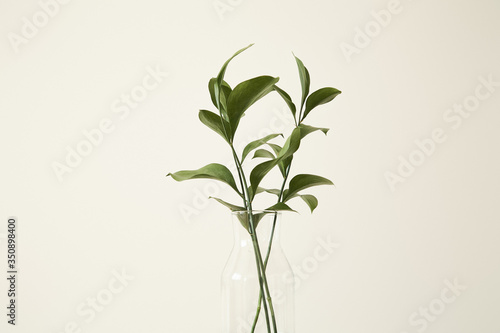 Green plants with fresh leaves in glass vase