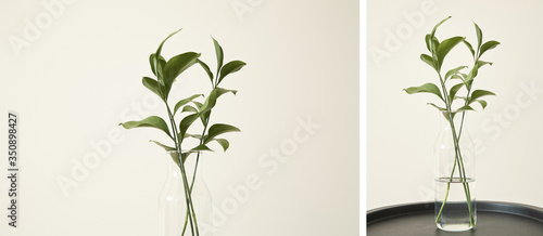 Collage of green plants with fresh leaves in glass vases