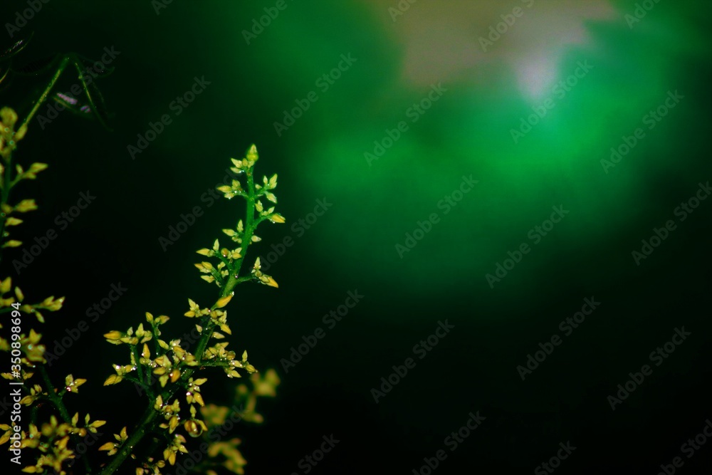 green leaves background green leaves background