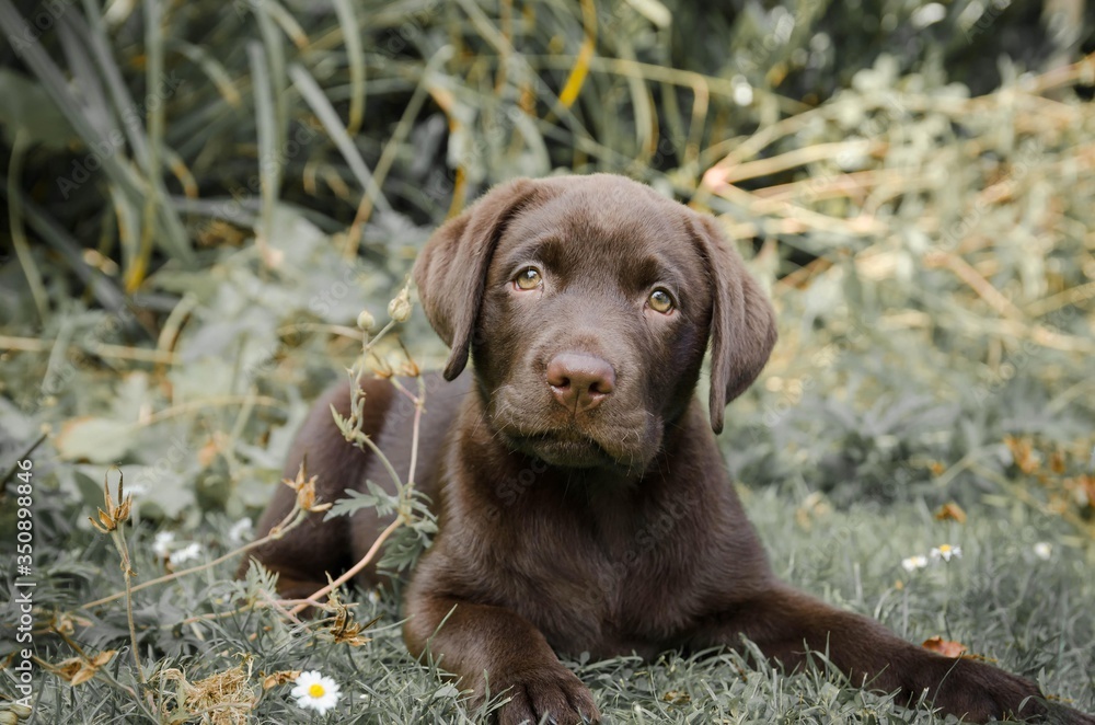 portrait of chocolate labrador puppy portrait of chocolate labrador puppy