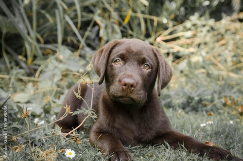 portrait of chocolate labrador puppy