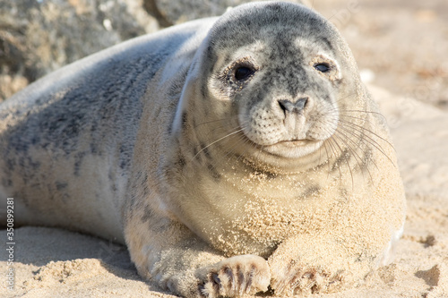 Cute adolescent gray seal pup. Grey seal portrait image