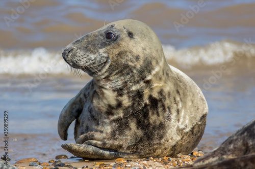 Grey seal. Beautiful animal portrait image of an adult male gray seal Halichoerus grypus.