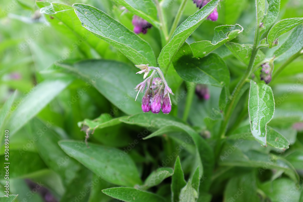 Symphytum officinale (Boraginaceae), outdoor plants 2020 Symphytum officinale (Boraginaceae), outdoor plants 2020