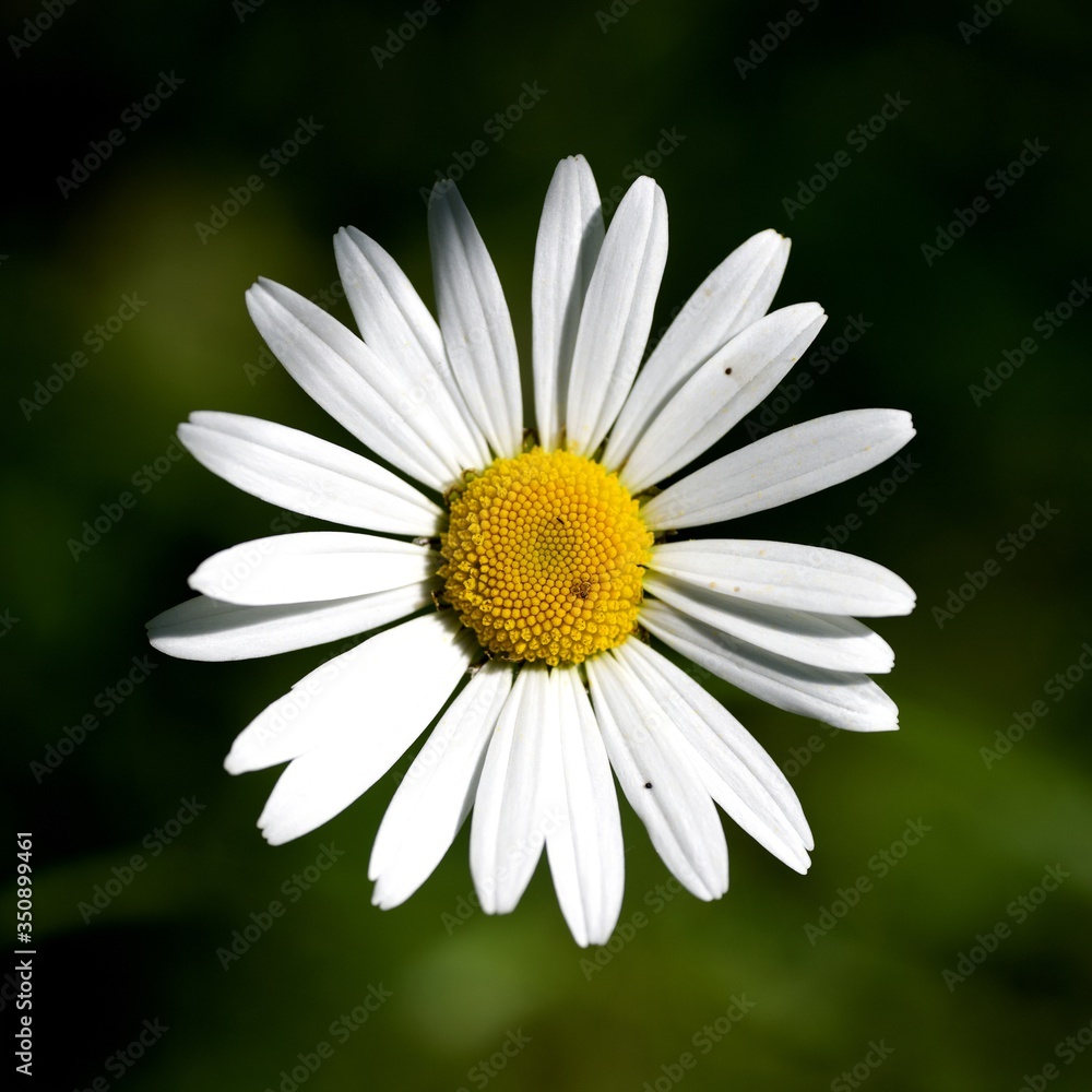 Obraz premium Marguerite