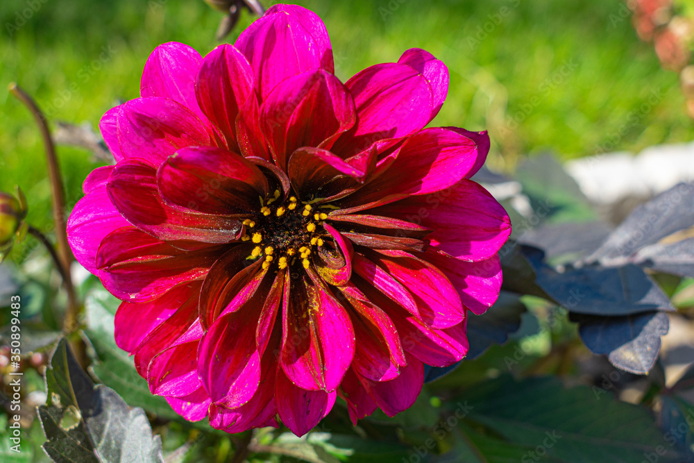 Fototapeta premium Beautiful, Colorful Dahlias blooming in York, Pennsylvania
