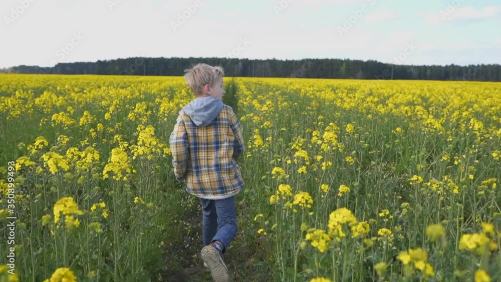 A little boy runs across the rapeseed field. A little boy runs across the rapeseed field.