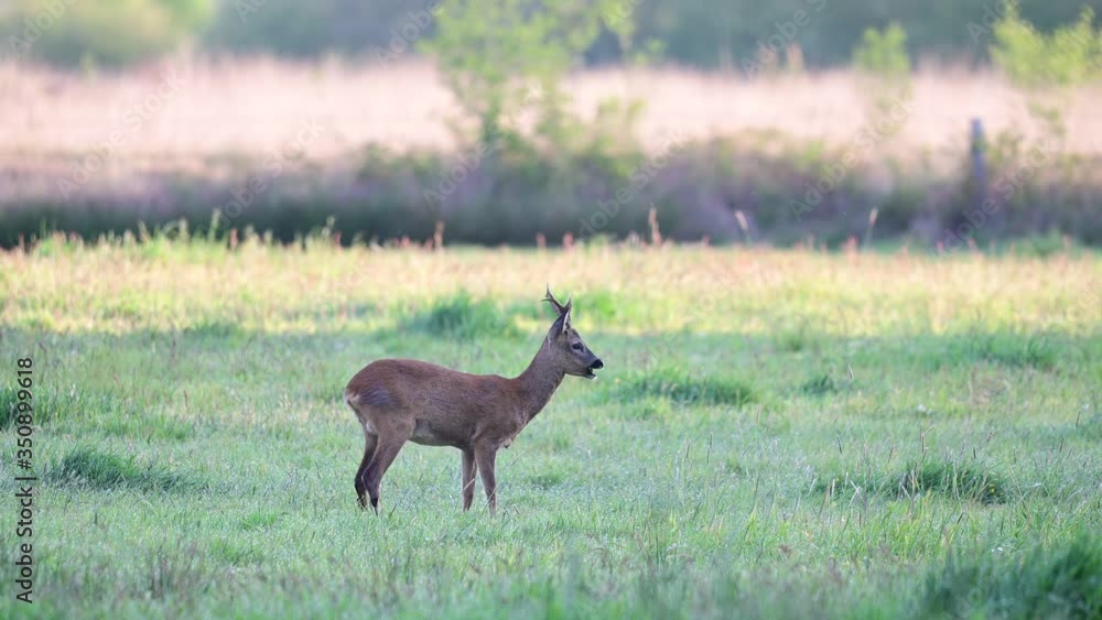 Roe buck grazing on the meadow in the morning, spring, (capreolus capreolus), germany
Roe buck grazing on the meadow in the morning, spring, (capreolus capreolus), germany