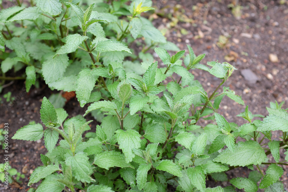 Nepeta cataria (ssp. citriodora), outdoor plants 2020 Nepeta cataria (ssp. citriodora), outdoor plants 2020