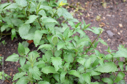 Nepeta cataria (ssp. citriodora), outdoor plants 2020