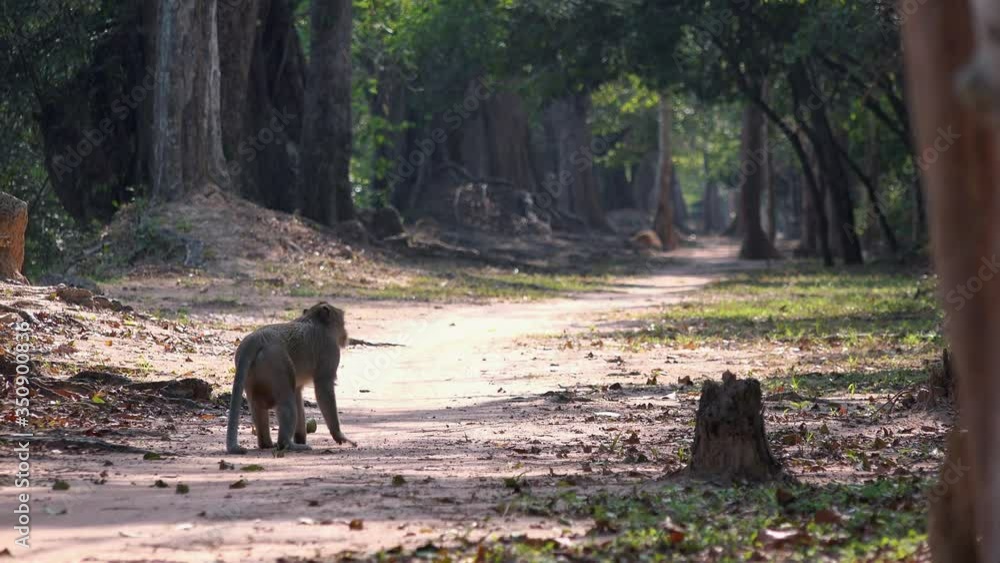 Macaque Monkey Stops and Looks Back Before Heading Off into the Jungle Near Angkor Wat Macaque Monkey Stops and Looks Back Before Heading Off into the Jungle Near Angkor Wat