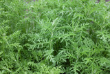 Achillea nobilis (subsp. neilreichii), outdoor plants 2020