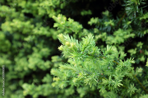 Taxus baccata L. (Common yew), outdoor plants 2020