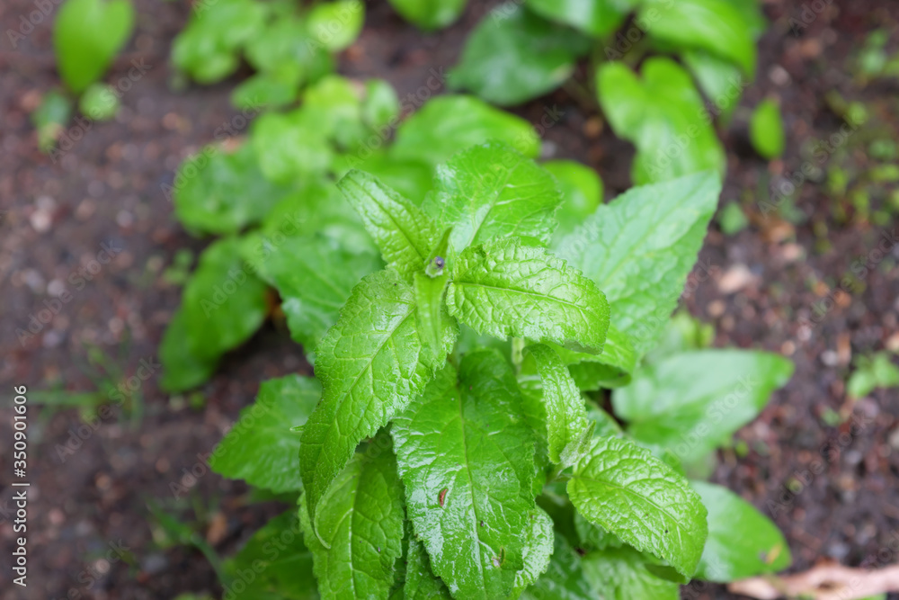 Campanula takesimana (Campanulaceae), outdoor plants 2020 Campanula takesimana (Campanulaceae), outdoor plants 2020