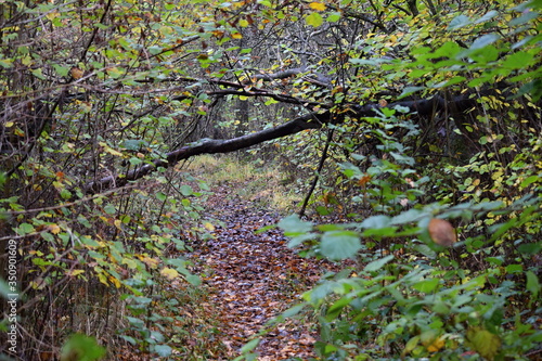 Hechtmoor im Herbst 2019 photo