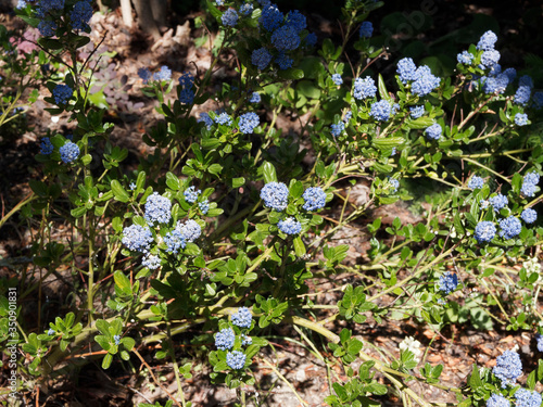 (Ceanothus thyrsiflorus 'Blue Sapphire') Céanothes bleu saphyr ou lilas de Californie aux rameaux garnis de grappes de petites fleurs bleu tendre et parfumées au feuillage denté, oval, vert foncé  photo