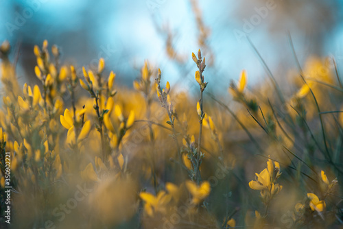 Yellow flowers blossom nature background.