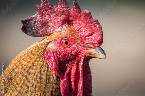 Rooster on the free range for chickens. Close-up of a large and healthy bird in a henhouse, on a blurred background.