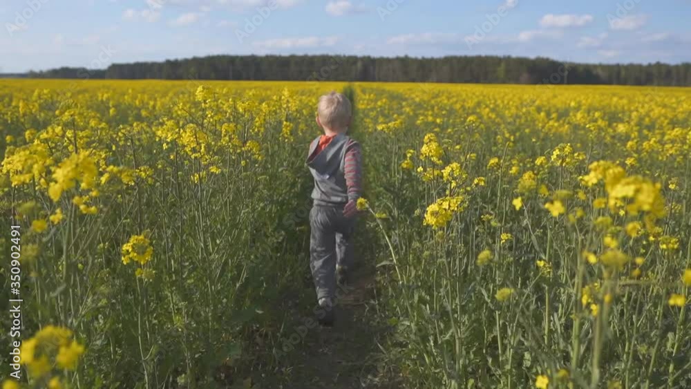 A little boy runs across the rapeseed field. A little boy runs across the rapeseed field.