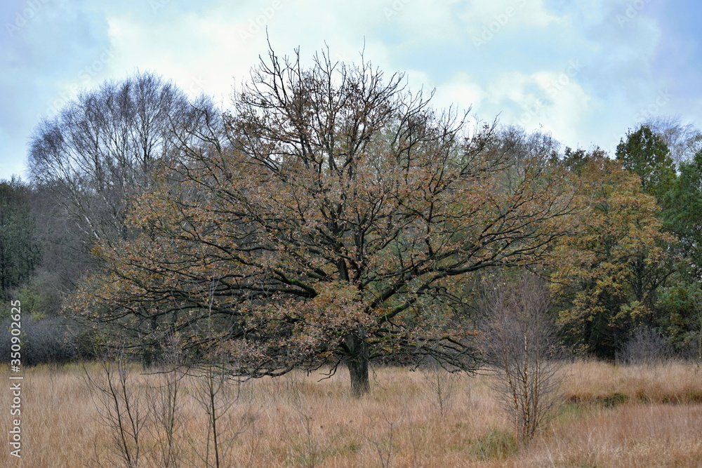 Hechtmoor im Herbst 2019 Hechtmoor im Herbst 2019