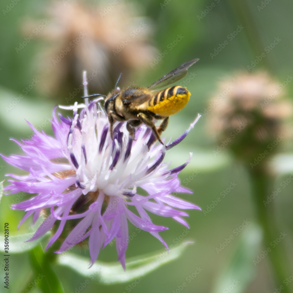bee on flower bee on flower