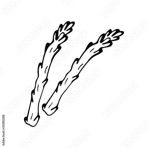 Hand drawn asparagus isolated on a white background. Doodle, simple outline illustration. It can be used for decoration of textile, paper and other surfaces.