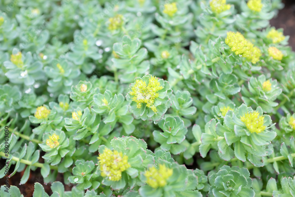 Rhodiola rosea (Crassulaceae), outdoor plants 2020 Rhodiola rosea (Crassulaceae), outdoor plants 2020