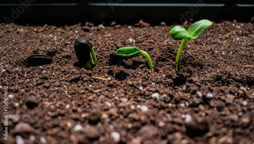 A microgreen is a young vegetable green. A microgreen or Sprouts are raw living sprout vegetables germinated from high quality organic plant seeds