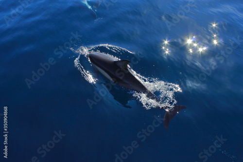 Wild lebende Delfine hautnah © Annika