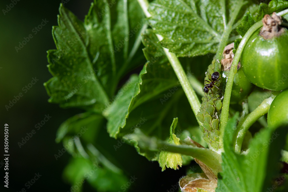 Aphid Infestation. Aphids feed on plant sap and secrete substance that