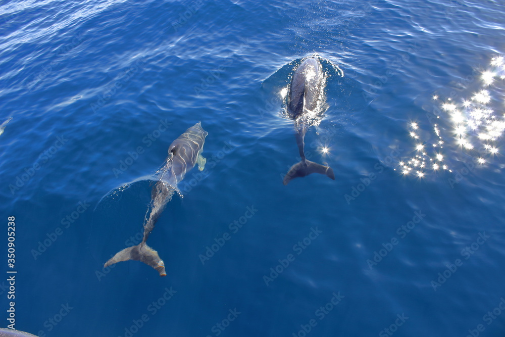 Obraz premium Schwimmen mit Delfinen bei Tauranga NZ