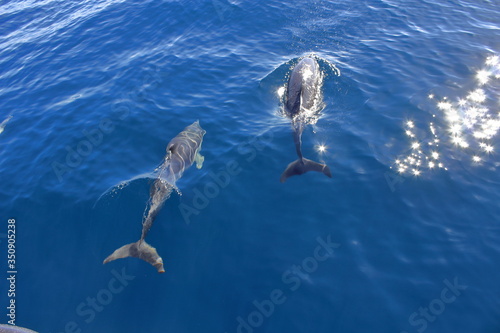 Schwimmen mit Delfinen bei Tauranga NZ