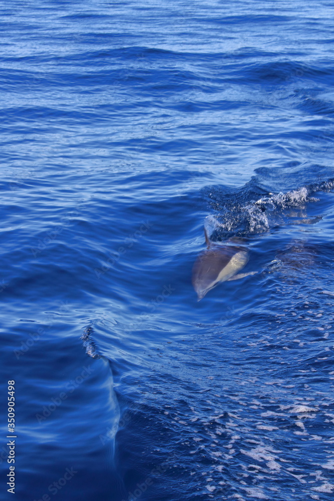 Fototapeta premium Delfin im Meer